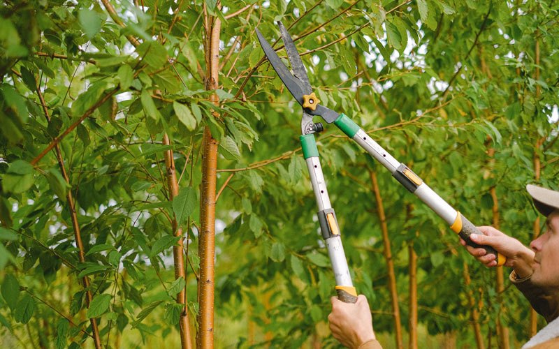Tree trimming in Allenton, WI